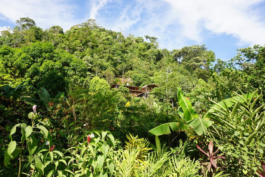 Lookout Inn Beach Rain-Forest Eco Lodge Carate Екстериор снимка