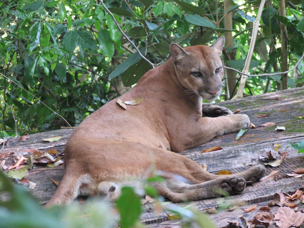 Lookout Inn Beach Rain-Forest Eco Lodge Carate Екстериор снимка