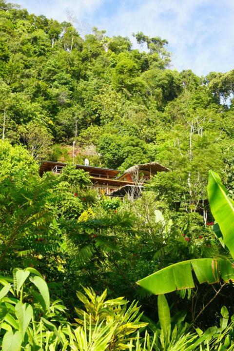 Lookout Inn Beach Rain-Forest Eco Lodge Carate Екстериор снимка