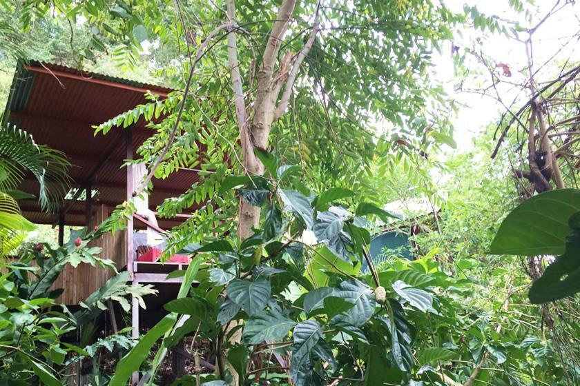 Lookout Inn Beach Rain-Forest Eco Lodge Carate Екстериор снимка